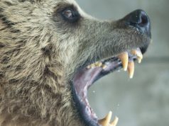 Численность агрессивных медведей-шатунов зимой может вырасти Численность агрессивных медведей-шатунов зимой может вырасти