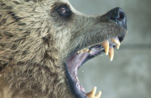 В Аргуте медведь напал на женщину, потом его подкараулили и застрелили