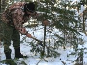 Более 12 тысяч новогодних елей заготовят в этом году на Алтае