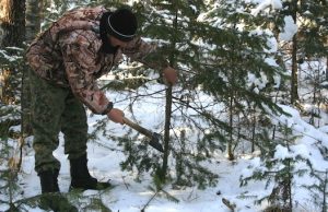 Более 12 тысяч новогодних елей заготовят в этом году на Алтае