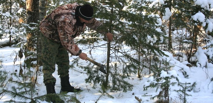 Более 12 тысяч новогодних елей заготовят в этом году на Алтае