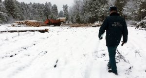 Суд обязал лесорубов очистить участки от остатков древесины