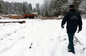 Суд обязал лесорубов очистить участки от остатков древесины
