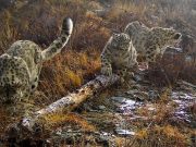 Сама милота: новые кадры снежных барсов получены на Алтае