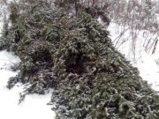 142 молоденькие пихты срубили жители Алтайского края в турочакской тайге