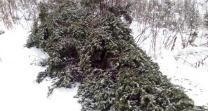142 молоденькие пихты срубили жители Алтайского края в турочакской тайге