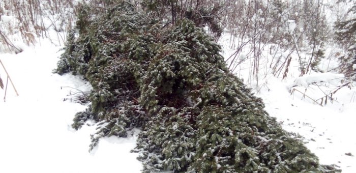 142 молоденькие пихты срубили жители Алтайского края в турочакской тайге