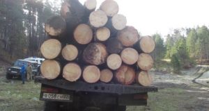 В Чемальском районе с поличным задержаны «черные лесорубы»