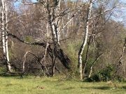 В закон Республики Алтай внесут поправки о сборе валежника