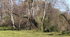 В закон Республики Алтай внесут поправки о сборе валежника