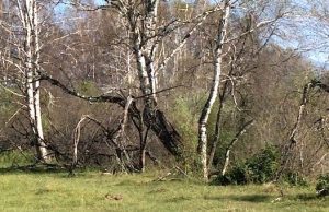 В закон Республики Алтай внесут поправки о сборе валежника