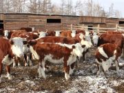 Зимовка скота проходит в штатном режиме