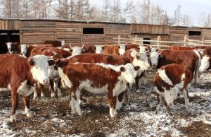Зимовка скота проходит в штатном режиме