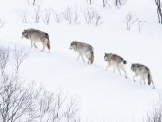 602 волка застрелили в прошлом году на Алтае
