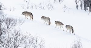 602 волка застрелили в прошлом году на Алтае