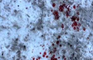 Братья из Дьектиека жестоко убили знакомого из-за давнего конфликта