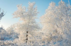 Морозы не уходят: Алтай ждет очередное похолодание