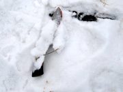 Ссора двух братьев из-за дров закончилась жестоким убийством