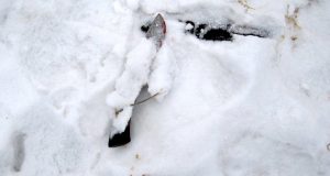 Ссора двух братьев из-за дров закончилась жестоким убийством