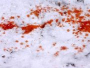 В Онгудае задержан подозреваемый в убийстве местного жителя