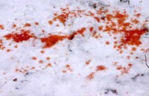 В Онгудае задержан подозреваемый в убийстве местного жителя