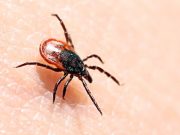 Клещевой сезон открыт: первая жертва – из Онгудайского района