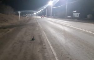 В Соузге после погони силовики остановили машину, в которой перевозили марихуану