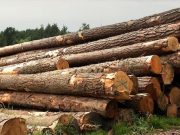 Сотрудница лесничества попалась на взятке