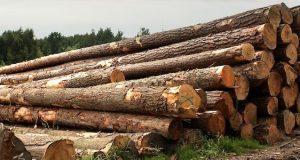 Сотрудница лесничества попалась на взятке