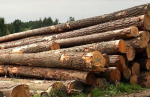 Сотрудница лесничества попалась на взятке