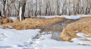 Весеннее тепло возвращается на Алтай