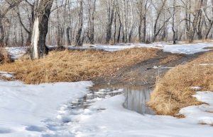 Весеннее тепло возвращается на Алтай