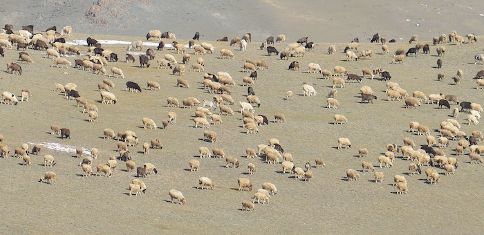 14 чужих овец прибились к стаду: сельчанку обвинили в краже