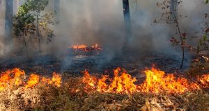 Горячая пора. За сутки на Алтае произошло сразу шесть пожаров