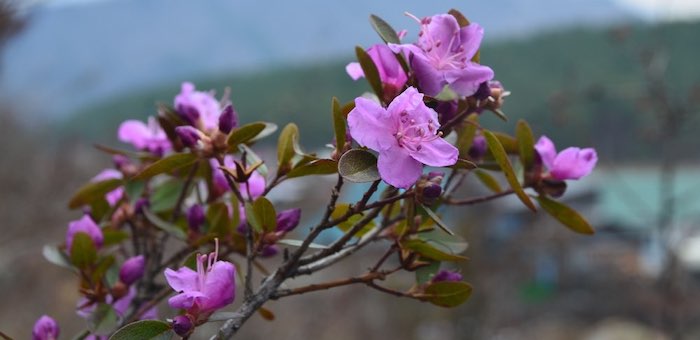 Первые цветы маральника распустились в Чемале. Фотозарисовка