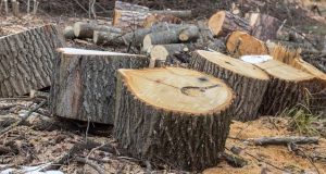 Срубивший незаконно 680 кедров мужчина и его подельник получили условные сроки