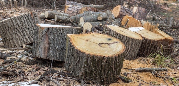 Срубивший незаконно 680 кедров мужчина и его подельник получили условные сроки