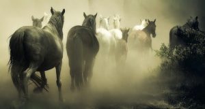 Суровый приговор вынесен двум мужчинам за кражу лошадей