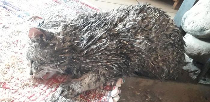Спасенный от живодеров на турбазе кот скончался от травм в ветеринарной лечебнице