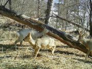 Косули облюбовали окрестности водопада Корбу Косули облюбовали окрестности водопада Корбу