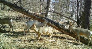 Косули облюбовали окрестности водопада Корбу Косули облюбовали окрестности водопада Корбу