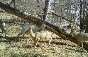 Косули облюбовали окрестности водопада Корбу Косули облюбовали окрестности водопада Корбу