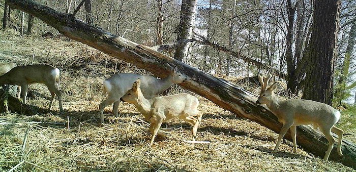 Косули облюбовали окрестности водопада Корбу