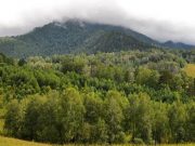 Суд отменил сделку по продаже крупного лесного участка в Турочакском районе