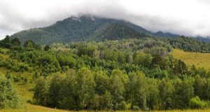 Суд отменил сделку по продаже крупного лесного участка в Турочакском районе