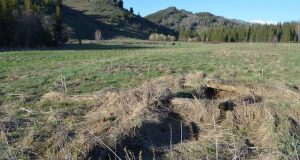 Ученые нашли заброшенную деревню в Катунском заповеднике