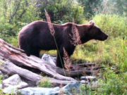 В Катунском заповеднике медведей становится больше