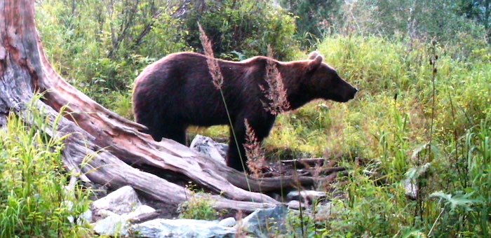 В Катунском заповеднике медведей становится больше