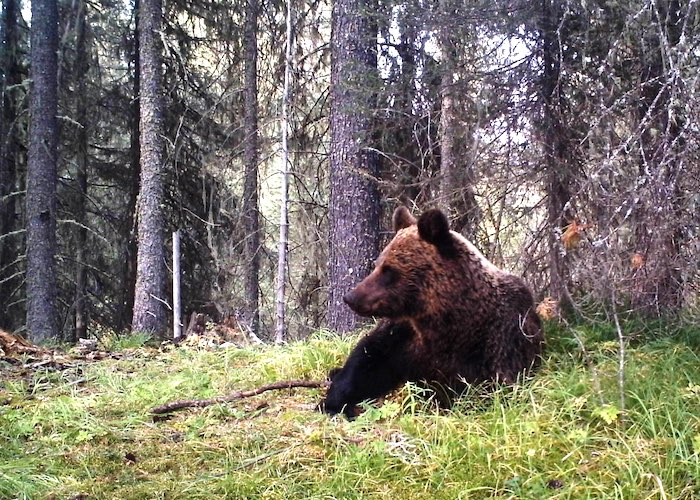 В Катунском заповеднике медведей становится больше