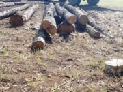 Более ста лиственниц незаконно срубил мужчина в урочище Малталу Более ста лиственниц незаконно срубил мужчина в урочище Малталу